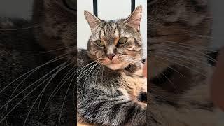 Музыкальный кот 