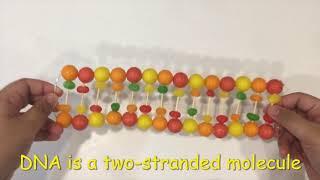 Little Scientist #13:How to Make a Candy DNA