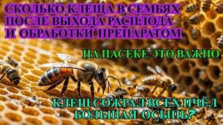 КЛЕЩ СОЖРАЛ ВСЮ ПАСЕКУ так ли ОСМОТР ПЧЕЛИНЫХ СЕМЕЙ ПОСЛЕ ВЫХОДА РАСПЛОДА И ПРОЛИВА ПРЕПАРАТОМ ️