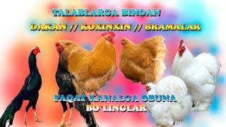 TALABLARGA BINOAN // DAKAN // KOXINXIN // BRAMA VA BOSHQALAR