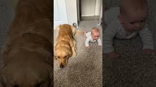 big brother teaching him to crawl  pop net usa  #popnetusa