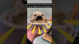 Have A Little Bit Of My Sunshine - Squishy Pug Cup Meme
