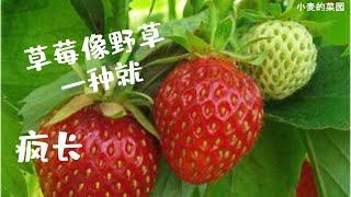 草莓种植全攻略，零下40度冻不死，在加拿大种植 part 1, Plant Strawberry in Canada