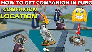 HOW TO GET COMPANION IN PUBG MOBILE | COMPANION EAGLE IN PUBG MOBILE ? |SECRET LOCATION OF EAGLE.