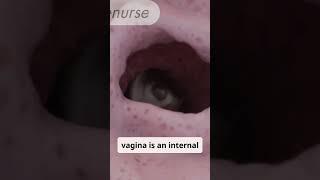 Difference between the vagina and vulva