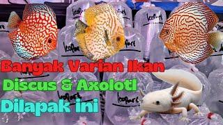 UPDATE HARGA IKAN DISCUS DAN AXOLOTL TERBARU DI PASAR IKAN HIAS JATINEGARA‼️ HARGANYA MURAH BANGET‼️