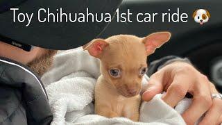 Cute chihuahua puppy sleeping in the car