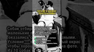 КОСМОС, КРИВЫЕ ЛАПЫ И ЛАЙКА     #история #ссср #россия