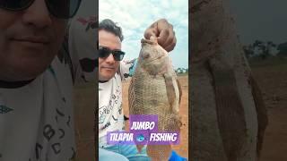 Big Size Tilapia Fishing #fishing #fishingvideo Jumbo Tilapia Fishing India