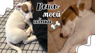 Все вещи моей собаки|Что нужно для щенка| Джек Рассел Терьер | puppy Jack Russel Terrier