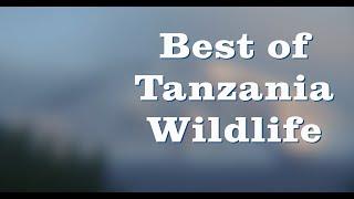Best of Tanzania Wildlife