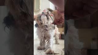 Coco Grooming time #shihtzu #petgrooming #doghaircut