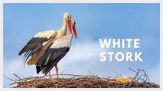 White stork sound (Ciconia ciconia)