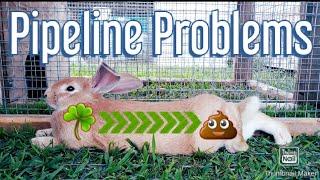 GI Stasis & Bloat in Rabbits | Sick Bunny Medicine Cabinet