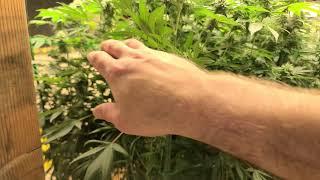 How to keep large buds up! Potsquatch style! (18+)