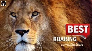 My ROARING COMPILATION - BEST ROARS on YouTube (revised)