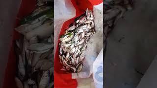 Machha Dhari Gali Adare | Kankada Pasila Kanare