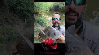 Drum Fish