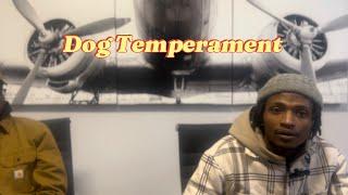 Xl Bully Breeder shares his thoughts on dog temperament. #americanbully #xlbully #americanbullyxxl