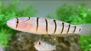 Facts: The Serpentine Goby