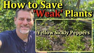 How to Save Struggling Vegetable Garden Plants in 3 Steps (Peppers, Tomatoes, & More)