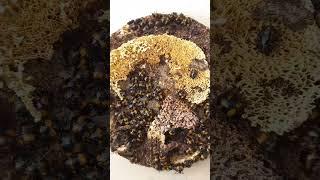 What Are Funny Beetles Feeding on? Darkling Beetles, Tenebrionidae, Diaperis boleti. 03.aug.2022.
