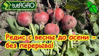 СУПЕР-СПОСОБ ВЫРАЩИВАНИЯ РЕДИСА ЛЕТОМ! Редис будет сочный и без блошки при летних посевах.