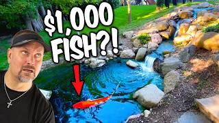 I Offered $1,000 for this Koi