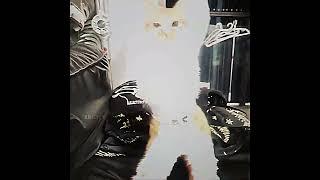 WHO IS THIS DIVA ️️️ #cat #dance #editshort #primeyet #trending #diva #iconic