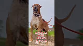 Pakistani Bully Dog Mix Alabai Dog Breed  #crossbreed #fog #dogs #shorts