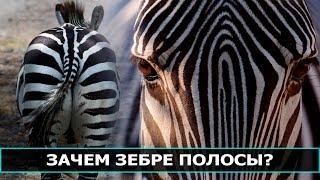 Почему зебра полосатая?