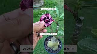 Rare Imported Adenium Plant Online Shopping 🪴 #adenium #plants #garden