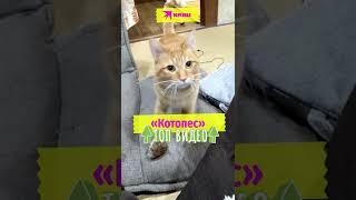 Этот кот знает собачьи команды на ура #котики #прикол #котопес #shorts