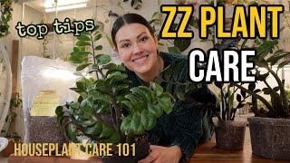 ZZ PLANT CARE (Zamioculcas) - ZZ Watering, Lighting, Repotting, Propagation - Houseplant Care 101