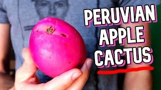 It's NOT Dragon Fruit, It's Peruvian Apple Cactus!