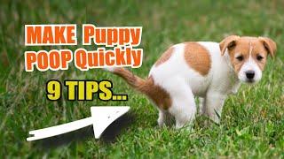  MAKE Puppy POOP Quickly