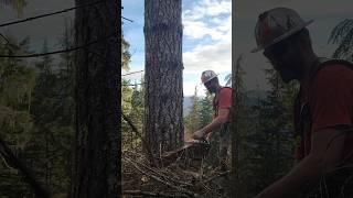 Ported MS400C. #mitchzenobitrees #shorts #lumberjack @Leave_Nothing_Stock