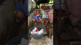 delivery time for piggy #pig #farming #hogger #pigfarming #animals #farmlife