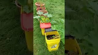 Twitch Streamer Grows a Garden? 2022-07-18