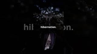 The Science of Why Some Animals Hibernate