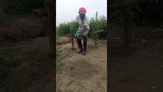 Farmer's Rat Killing 92 #shortsfeed #rattrap #farming #survival #viralvideo #hunt