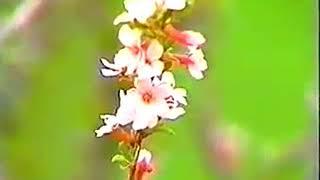 Tavakkal Qodirov - Fasli Navbahor