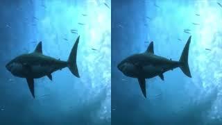 VR 3D Extreme Ocean World Compilation   3D Side by Side SBS VR Active Passive