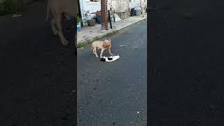 Pitbull eats second cat in the neighborhood