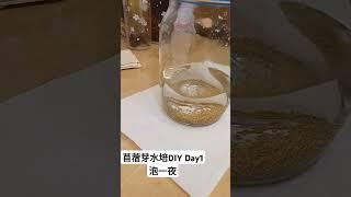 苜蓿芽水培DIY｜自家無農藥培養Day 1 #苜蓿芽 #水培 #DIY #無農藥 #家庭種植 #健康飲食 #自家種植 #芽菜培養 #綠色生活 #有機種植