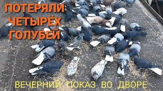 Потеря четырёх голубей. Вечерний показ во дворе. The loss of four pigeons.