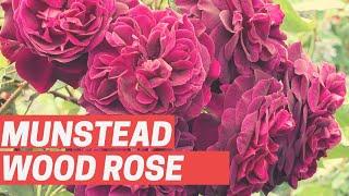 Munstead Wood Rose/ #Roses/ #Floriculture