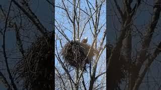February - egg laying month here in Vancouver for our #baldeagles - follow my Patreon for updates