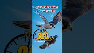World’s Fastest Animal Can Fly at 320 km/h! #Facts#History#Onlyfacts