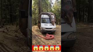 ASMR Snake !! longest snake in the world  !! Danger #snake #viral #shorts
